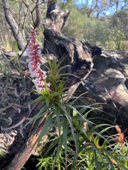 Dracophyllum secundum