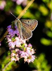 Lycaena tityrus