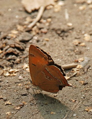 Thecla betulae
