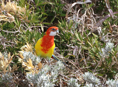Platycercus eximius