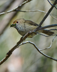 Acanthiza pusilla