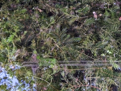 Ceratophyllum demersum