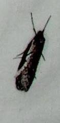 Philobota stella