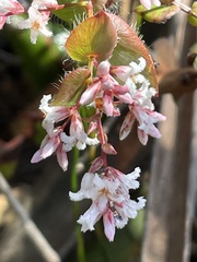 Leucopogon amplexicaulis