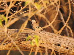 Turtur chalcospilos
