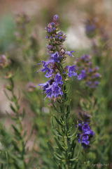 Hyssopus officinalis
