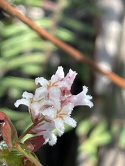 Leucopogon amplexicaulis