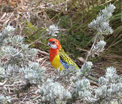 Platycercus eximius