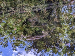 Ceratophyllum demersum