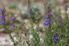 Hyssopus officinalis