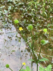 Ranunculus silerifolius