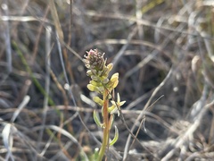 Stackhousia subterranea