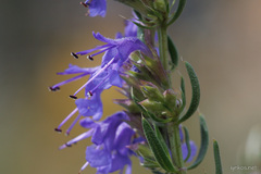 Hyssopus officinalis