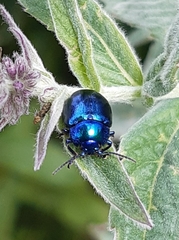 Chrysolina coerulans