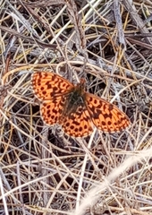 Boloria dia