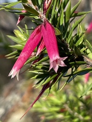 Epacris calvertiana versicolor