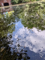 Ceratophyllum demersum