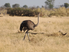 Struthio camelus