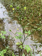 Ranunculus silerifolius