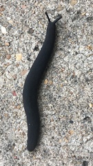 Belocaulus angustipes