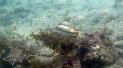 Tetractenos hamiltoni