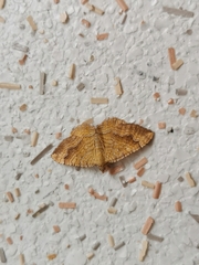 Camptogramma bilineata