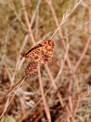 Boloria dia