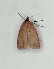 Oecophorinae