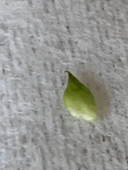 Ranunculus silerifolius