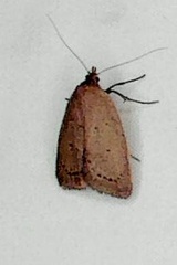 Oecophorinae