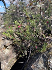 Epacris calvertiana versicolor