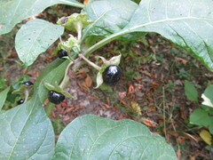 Atropa belladonna