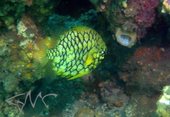 Cleidopus gloriamaris