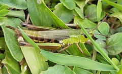 Pseudochorthippus montanus