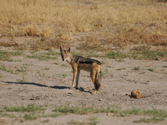 Lupulella mesomelas mesomelas