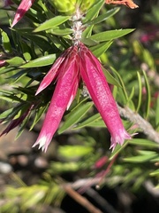 Epacris calvertiana versicolor