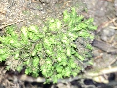 Fissidens taxifolius
