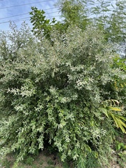 Elaeagnus oldhamii