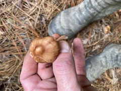 Agaricaceae