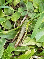 Pseudochorthippus montanus