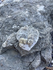 Amphibalanus improvisus