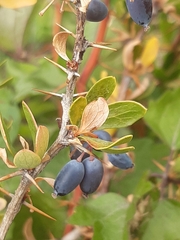 Berberis cretica