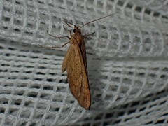 Anachloris subochraria