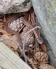 Vipera berus