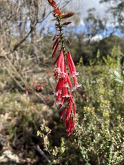 Epacris longiflora