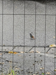 Phoenicurus ochruros