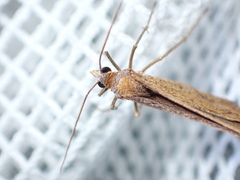 Anachloris subochraria