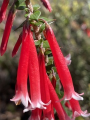 Epacris longiflora