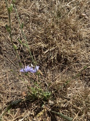 Cichorium intybus