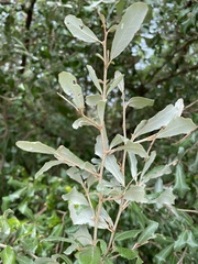 Elaeagnus oldhamii